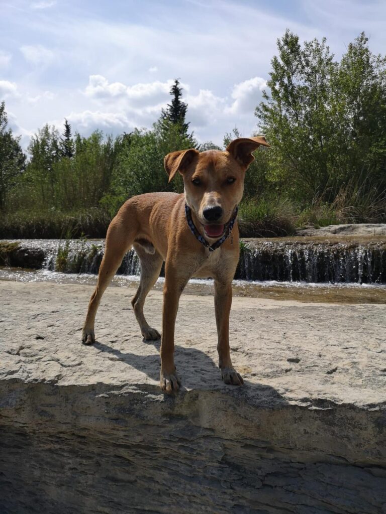 Arcos steht auf einem Felsen vor einem kleinen Wasserfall.