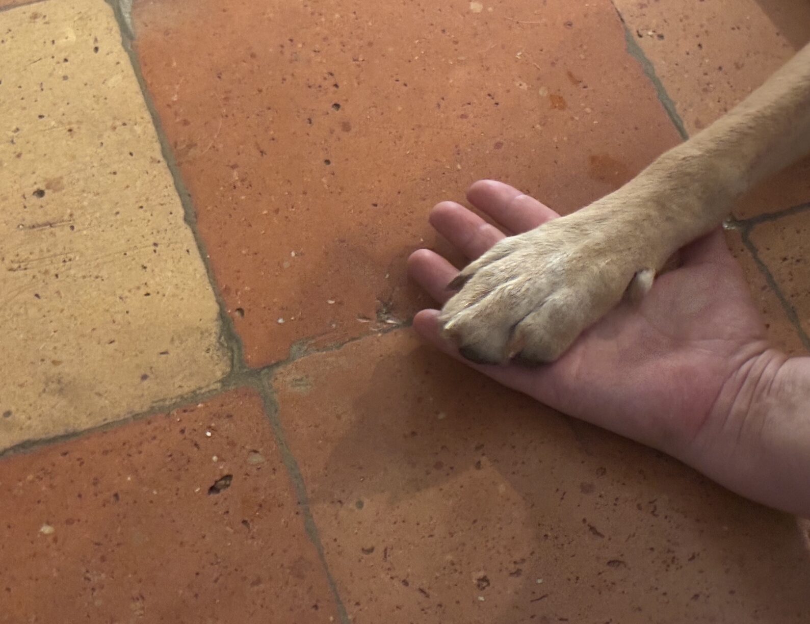 Hundepfote in einer Hand