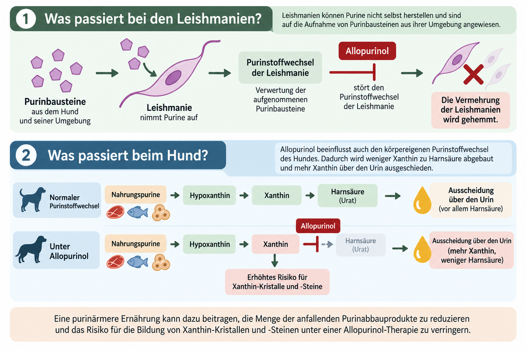 Zusammenhang zwischen Allopurinol, Purinstoffwechsel und Xanthin beim Hund